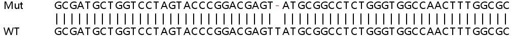 Sanger Sequencing - Human SCO1 knockout HEK-293T cell lysate (AB263340), expandable thumbnail