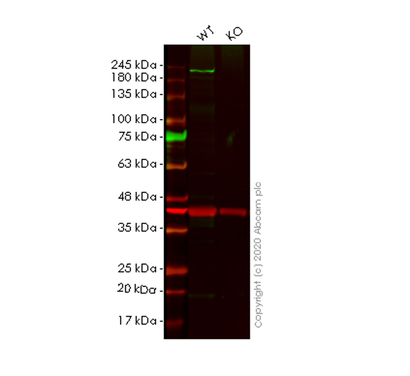 Western blot - Human SCRIB (SCRIBBLE) knockout HeLa cell lysate (AB257660), expandable thumbnail