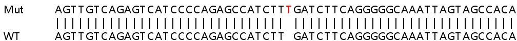 Sanger Sequencing - Human SDC1 (Syndecan-1) knockout HeLa cell line (AB264903), expandable thumbnail