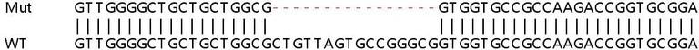Sanger Sequencing - Human SDF2L1 knockout HEK-293T cell lysate (AB258652)