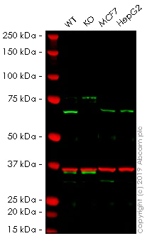 Western blot - Human SDHA knockout HEK-293 cell line (AB261853)