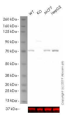 Western blot - Human SDHA knockout HEK-293 cell line (AB261853)