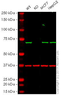 Western blot - Human SDHA knockout HEK-293 cell lysate (AB261657)