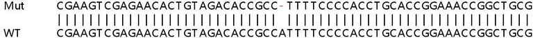 Sanger Sequencing - Human SDHAF2 (C11orf79) knockout HeLa cell line (AB265764)