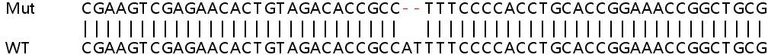 Sanger Sequencing - Human SDHAF2 (C11orf79) knockout HeLa cell line (AB265764)