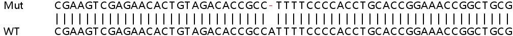 Sanger Sequencing - Human SDHAF2 (C11orf79) knockout HeLa cell lysate (AB263341), expandable thumbnail