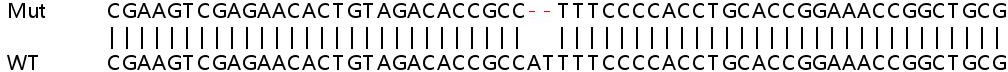 Sanger Sequencing - Human SDHAF2 (C11orf79) knockout HeLa cell lysate (AB263341), expandable thumbnail