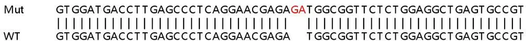 Sanger Sequencing - Human SDHD knockout HEK-293T cell line (AB266491)