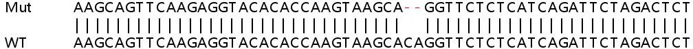 Sanger Sequencing - Human SEC13 (SEC13L1) knockout HEK-293T cell line (AB267319)