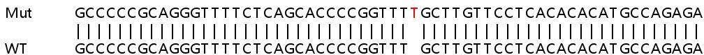 Sanger Sequencing - Human SEC16A (SEC16) knockout HeLa cell line (AB265978), expandable thumbnail