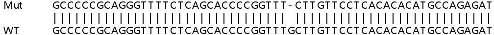 Sanger Sequencing - Human SEC16A (SEC16) knockout HeLa cell line (AB265978), expandable thumbnail