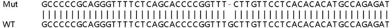 Sanger Sequencing - Human SEC16A (SEC16) knockout HeLa cell line (AB265978)