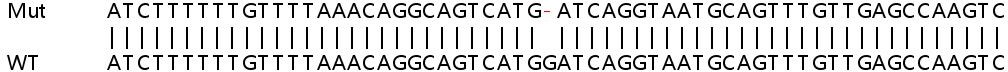 Human SEC61G knockout HEK-293T cell lysate