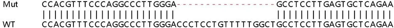 Sanger Sequencing - Human SECTM1 knockout A549 cell line (AB267021)