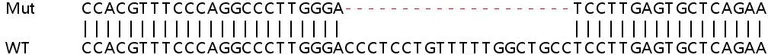 Sanger Sequencing - Human SECTM1 knockout A549 cell line (AB267021)