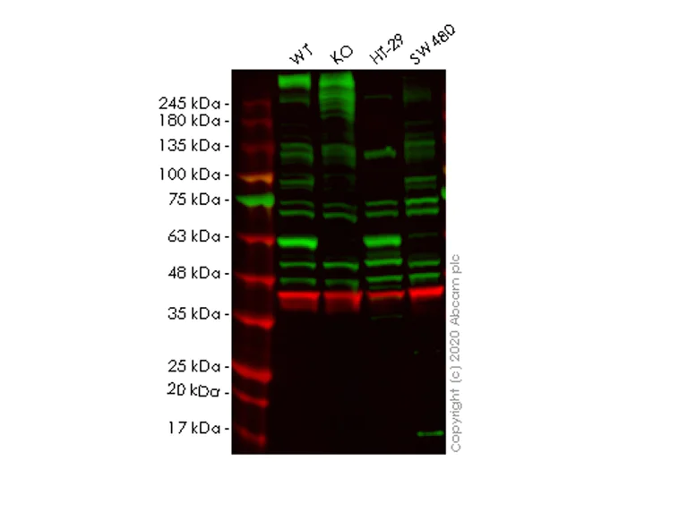 Western blot - Human SELENBP1 (Selenium Binding Protein 1/SBP) knockout HeLa cell line (AB265279)