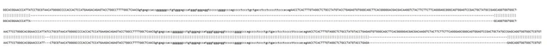 Sanger Sequencing - Human SEMA4C Knockout A549 cell line (AB324217)