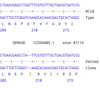 Next Generation Sequencing - Human SEMA4D knockout A549 cell line (AB288912), expandable thumbnail
