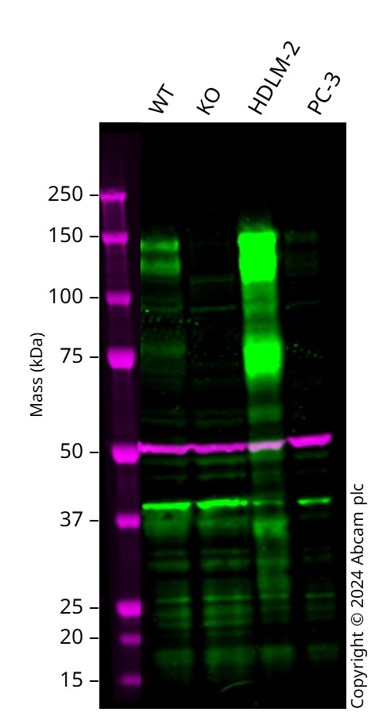 Western blot - Human SEMA4D knockout A549 cell line (AB288912), expandable thumbnail