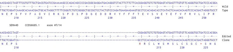 Next Generation Sequencing - Human SEMA4D knockout HCT116 cell line (AB289144)