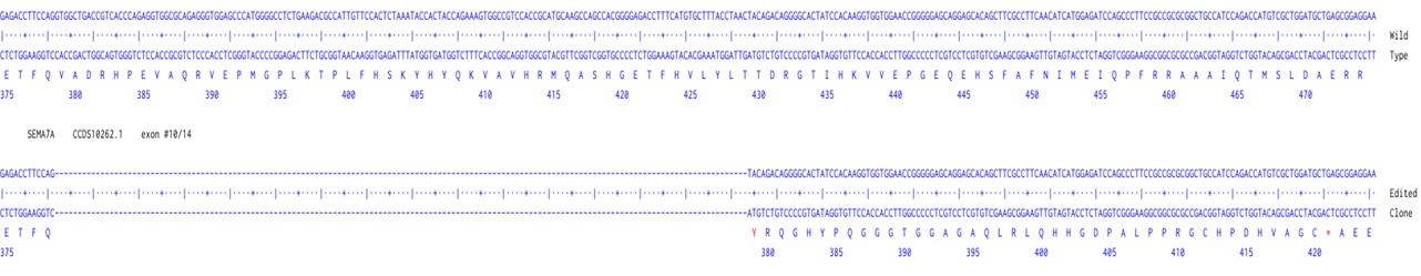 Human SEMA7A knockout A549 cell line