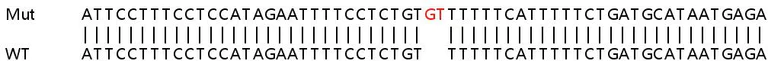 Sanger Sequencing - Human SENP5 knockout HeLa cell line (AB265971)