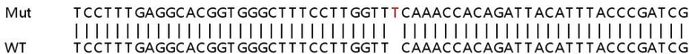 Sanger Sequencing - Human SEPHS1 (Selenophosphate synthetase 1) knockout HEK-293T cell line (AB266115)