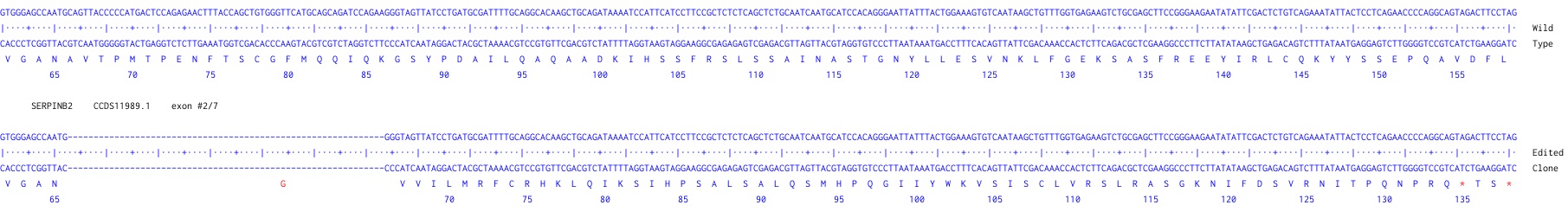 Next Generation Sequencing - Human SERPINB2 knockout U-87 MG cell line (AB306850), expandable thumbnail
