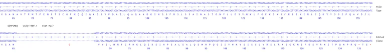 Next Generation Sequencing - Human SERPINB2 knockout U-87 MG cell line (AB306850)