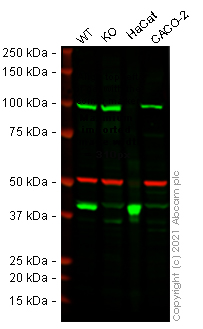 Western blot - Human SERPINB5 (MASPIN) knockout HeLa cell lysate (AB258659)