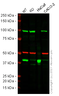 Western blot - Human SERPINB5 (MASPIN) knockout HeLa cell lysate (AB258659)