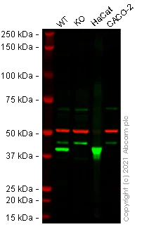 Western blot - Human SERPINB5 (MASPIN) knockout HeLa cell lysate (AB258659)