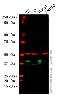 Western blot - Human SERPINB5 (MASPIN) knockout HeLa cell lysate (AB258659)