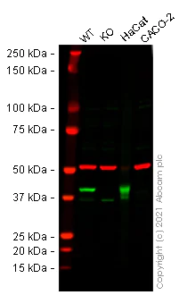 Western blot - Human SERPINB5 (MASPIN) knockout HeLa cell lysate (AB258659)