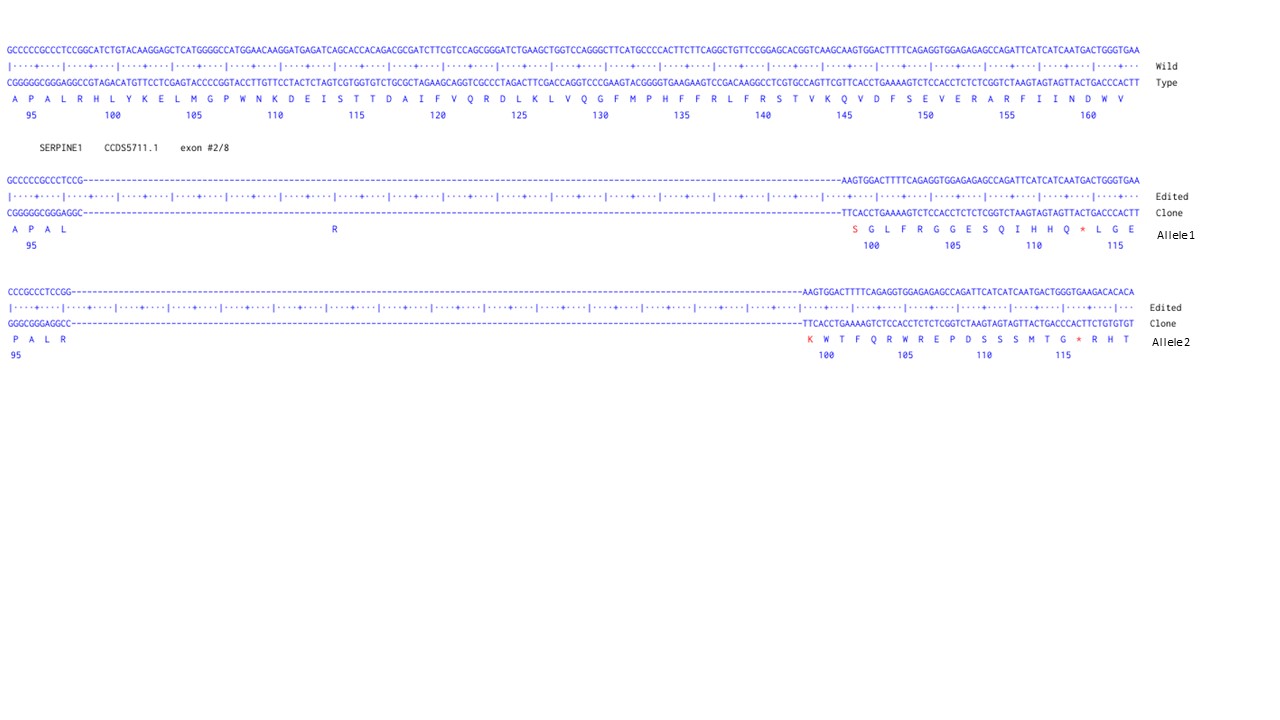 Next Generation Sequencing - Human SERPINE1 knockout U-87 MG cell line (AB306851), expandable thumbnail