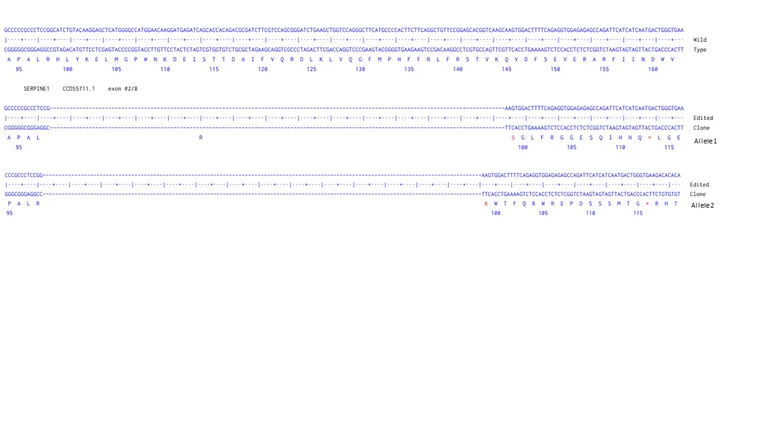 Next Generation Sequencing - Human SERPINE1 knockout U-87 MG cell line (AB306851)