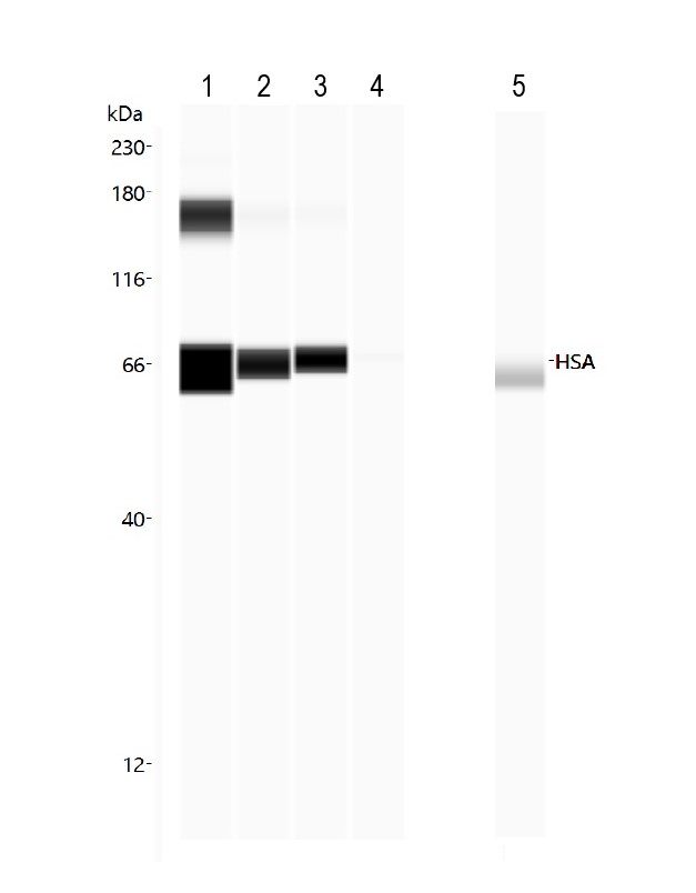 Dot Blot - Anti-Human Serum Albumin antibody [15C7] (AB10241)