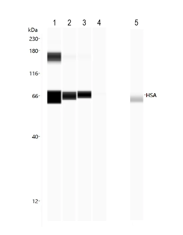 Dot Blot - Anti-Human Serum Albumin antibody [15C7] (AB10241)