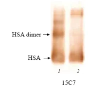 Western blot - Anti-Human Serum Albumin antibody [15C7] (AB10241)