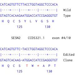 Next Generation Sequencing - Human SESN2 (Sestrin-2) knockout HEK-293 cell line (AB269486)