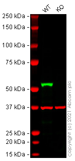 Western blot - Human SESN2 (Sestrin-2) knockout HEK-293 cell lysate (AB269650), expandable thumbnail