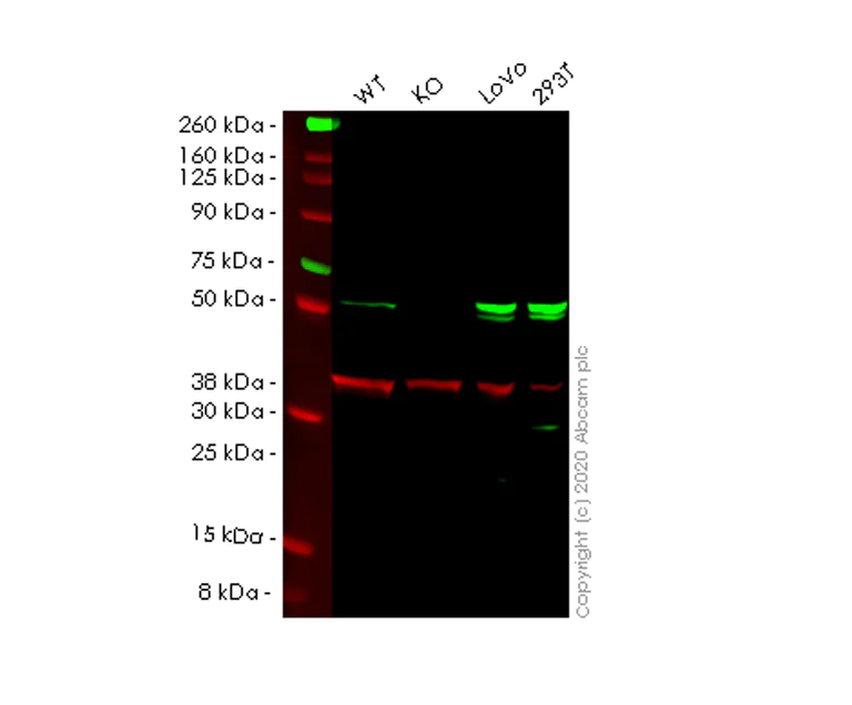 Western blot - Human SESN2 (Sestrin-2) knockout HeLa cell line (AB265669)
