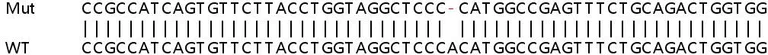 Sanger Sequencing - Human SESN2 (Sestrin-2) knockout HeLa cell lysate (AB257665)