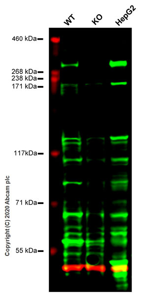 Human SETD2 (KMT3A / HYPB / HIF-1) knockout HEK-293T cell line