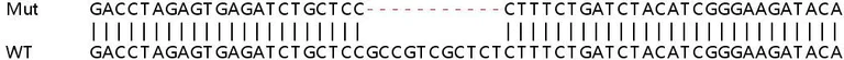 Sanger Sequencing - Human SETD2 (KMT3A / HYPB / HIF-1) knockout HEK-293T cell lysate (AB257274)