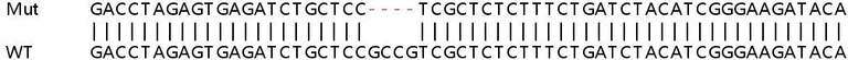 Sanger Sequencing - Human SETD2 (KMT3A / HYPB / HIF-1) knockout HEK-293T cell lysate (AB257274)