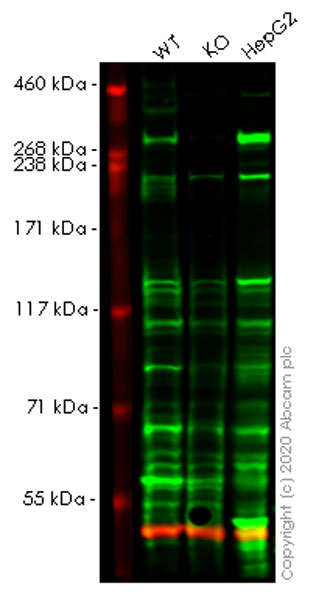 Human SETD2 (KMT3A / HYPB / HIF-1) knockout HEK-293T cell lysate