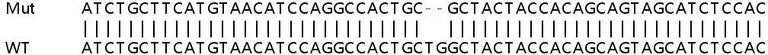 Sanger Sequencing - Human SETD2 (KMT3A / HYPB / HIF-1) knockout HeLa cell lysate (AB257273)