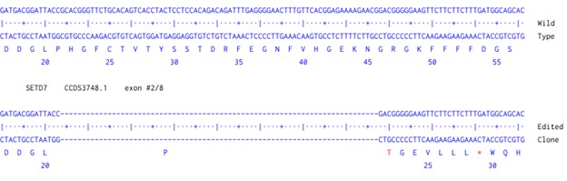 Human SETD7 knockout A549 cell line