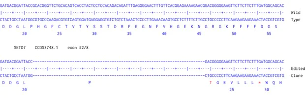 Next Generation Sequencing - Human SETD7 knockout A549 cell line (AB287757)